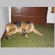 1077_Senseis_Hund_t